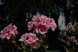 Dynamo Raspberry Sizzle Geranium (Pelargonium 'Dynamo Raspberry Sizzle') at A Very Successful Garden Center