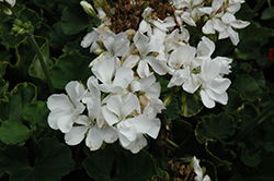 Rocky Mountain White Geranium (Pelargonium 'Rocky Mountain White') at Lakeshore Garden Centres