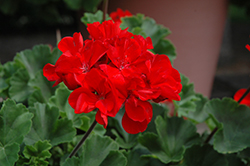 Tango Dark Red Geranium (Pelargonium 'Tango Dark Red') at A Very Successful Garden Center