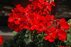 Tango Red Geranium (Pelargonium 'Tango Red') at Lakeshore Garden Centres