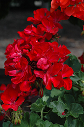 Big Ezee Dark Red Geranium (Pelargonium 'Big Ezee Dark Red') at Lakeshore Garden Centres