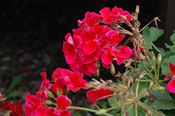 Calliope Crimson Flame Geranium (Pelargonium 'Calliope Crimson Flame') at Golden Acre Home & Garden