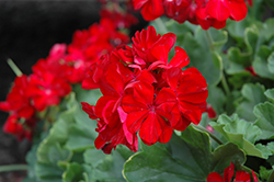 Calliope Dark Red Geranium (Pelargonium 'Calliope Dark Red') at A Very Successful Garden Center