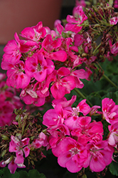 Pinnacle Hot Rose Geranium (Pelargonium 'Pinnacle Hot Rose') at A Very Successful Garden Center
