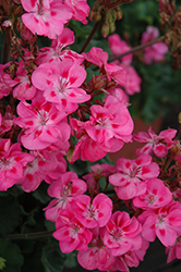 Pinnacle Pink Geranium (Pelargonium 'Pinnacle Pink') at A Very Successful Garden Center