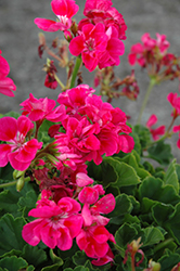 Survivor Hot Pink Geranium (Pelargonium 'Survivor Hot Pink') at A Very Successful Garden Center