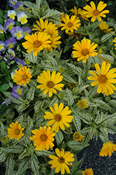 Sunstruck False Sunflower (Heliopsis helianthoides 'Sunstruck') at A Very Successful Garden Center