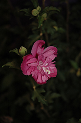 Raspberry Smoothie Rose of Sharon (Hibiscus syriacus 'Raspberry Smoothie') at Lakeshore Garden Centres