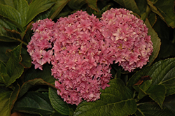Double Hot Pink Hydrangea (Hydrangea macrophylla 'Double Hot Pink') at A Very Successful Garden Center
