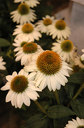 Snow Bomb Coneflower (Echinacea 'Snow Bomb') at The Mustard Seed