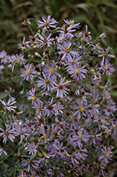 Lindley's Aster (Symphyotrichum ciliolatum) at A Very Successful Garden Center