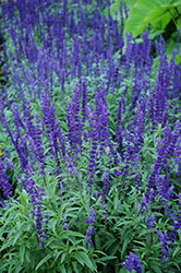 Victoria Blue Salvia (Salvia farinacea 'Victoria Blue') at A Very Successful Garden Center