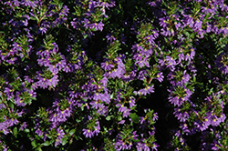 Paper Doll Top Model Fan Flower (Scaevola 'Paper Doll Top Model') at A Very Successful Garden Center