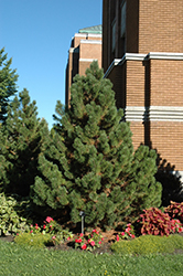 Tannenbaum Mugo Pine (Pinus mugo 'Tannenbaum') at A Very Successful Garden Center