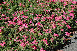Babylon Deep Pink Verbena (Verbena 'Babylon Deep Pink') at A Very Successful Garden Center