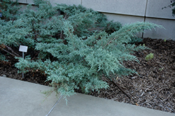 Angelica Blue Juniper (Juniperus x media 'Angelica Blue') at A Very Successful Garden Center