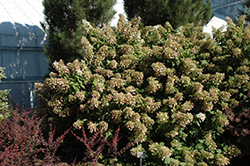 Burgundy Lace Hydrangea (Hydrangea paniculata 'Burgundy Lace') at A Very Successful Garden Center