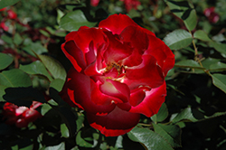 Heart 'n' Soul Rose (Rosa 'ORApaymel') at Lakeshore Garden Centres