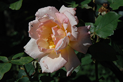 Compassion Rose (Rosa 'Compassion') at Lakeshore Garden Centres