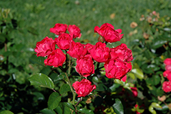 Orange Triumph Rose (Rosa 'Orange Triumph') at A Very Successful Garden Center