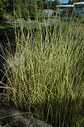 Variegated Pond Rush (Schoenoplectus lacustris 'Albescens') at Stonegate Gardens