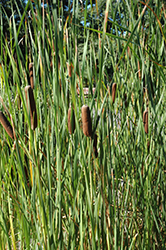 Narrowleaf Cattail (Typha angustifolia) at A Very Successful Garden Center