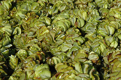 Eared Watermoss (Salvinia auriculata) at A Very Successful Garden Center