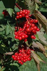Hahs American Cranberry (Viburnum trilobum 'Hahs') at A Very Successful Garden Center