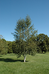 Winter Splendor Russian Birch (Betula pubescens 'Jefsplen') at Stonegate Gardens