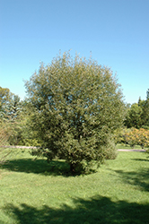 Pussy Willow (Salix discolor) at The Mustard Seed