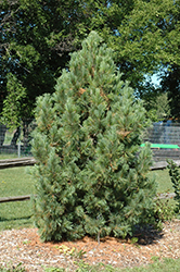 Landis Swiss Stone Pine (Pinus cembra 'Landis') at Stonegate Gardens