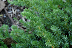 Emerald Sea Shore Juniper (Juniperus conferta 'Emerald Sea') at A Very Successful Garden Center