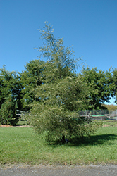 Imperial Common Alder (Alnus glutinosa 'Imperialis') at A Very Successful Garden Center