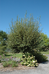 Coral Bark Willow (Salix alba 'Britzensis') at A Very Successful Garden Center