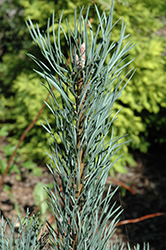 Silver Column Scotch Pine (Pinus sylvestris 'Silver Column') at A Very Successful Garden Center