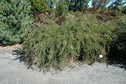 Spring Grove Bush Clover (Lespedeza thunbergii 'Spring Grove') at A Very Successful Garden Center