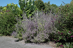 Longin Russian Sage (Perovskia atriplicifolia 'Longin') at Stonegate Gardens