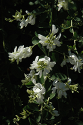White Fountain Bush Clover (Lespedeza thunbergii 'White Fountain') at Stonegate Gardens