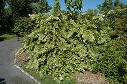 Greenspire Hydrangea (Hydrangea paniculata 'Greenspire') at Stonegate Gardens