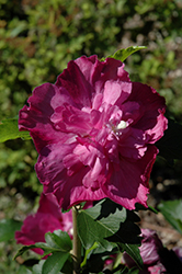 Purple Ruffles Rose of Sharon (Hibiscus syriacus 'Purple Ruffles') at Stonegate Gardens