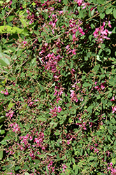 Pink Bush Clover (Lespedeza thunbergii) at Stonegate Gardens