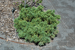 Mini Twists White Pine (Pinus strobus 'Mini Twists') at A Very Successful Garden Center