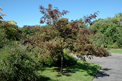 Ruby Lace Honeylocust (Gleditsia triacanthos 'Ruby Lace') at Stonegate Gardens