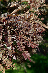 Ruby Lace Honeylocust (Gleditsia triacanthos 'Ruby Lace') at A Very Successful Garden Center