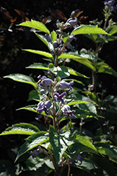 Cote d'Azur Clematis (Clematis x jouiniana 'Cote d'Azur') at A Very Successful Garden Center