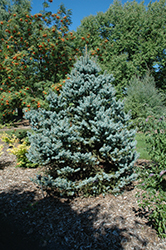 Avatar Blue Spruce (Picea pungens 'Avatar') at Stonegate Gardens