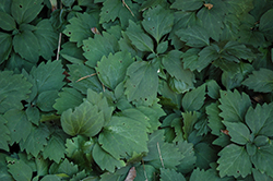 Allegheny Spurge (Pachysandra procumbens) at Lakeshore Garden Centres