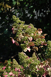 Magical Fire Hydrangea (Hydrangea paniculata 'Bokraplume') at A Very Successful Garden Center