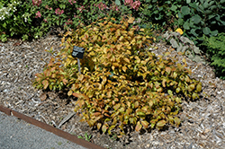 Flower Power Button Bush (Cephalanthus occidentalis 'Flower Power') at Lakeshore Garden Centres