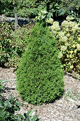 Norm Evers Arborvitae (Thuja occidentalis 'Norm Evers') at A Very Successful Garden Center